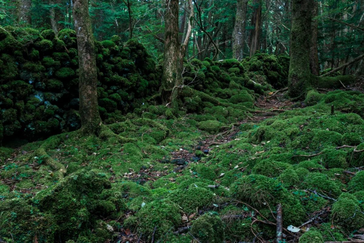青木ヶ原樹海と石塁